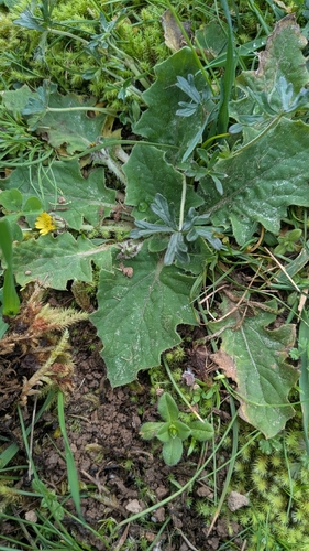 Austral bear’s-ears