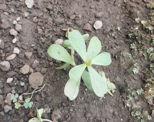 Common Purslane