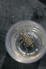 Cicindela repanda repanda