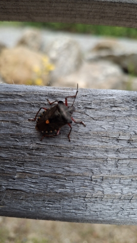 Forest Bug