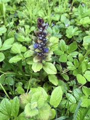 Ajuga reptans