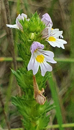 Euphrasia maximowiczii observed 2026-08-20