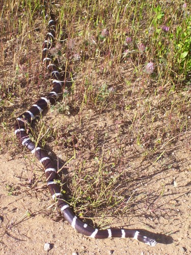 iNaturalist observation photo of California King Snake