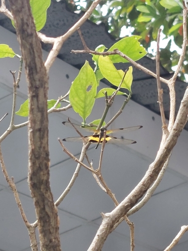 Yellow-striped Flutterer