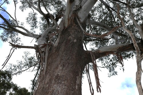 Eucalyptus moluccana