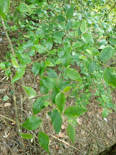 Blizgantysis kaulenis