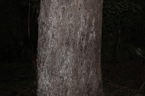 Eucalyptus moluccana, photograph 1
