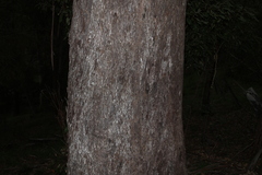 Eucalyptus moluccana, photograph (c) Greg Tasney, some rights reserved (CC BY-SA)