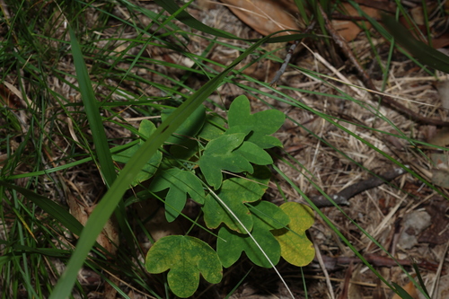 Passiflora subpeltata, photograph 2