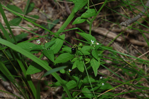 American black nightshade