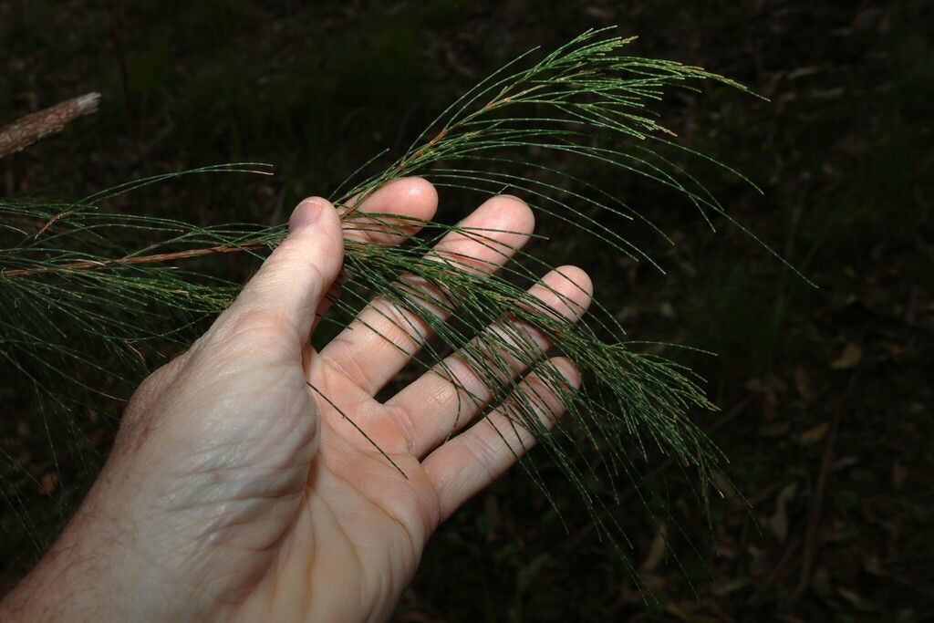 Allocasuarina torulosa; photograph (c) Greg Tasney, some rights reserved (CC BY-SA)