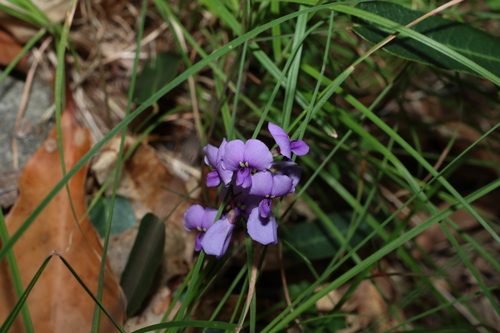 False Sarsaparilla