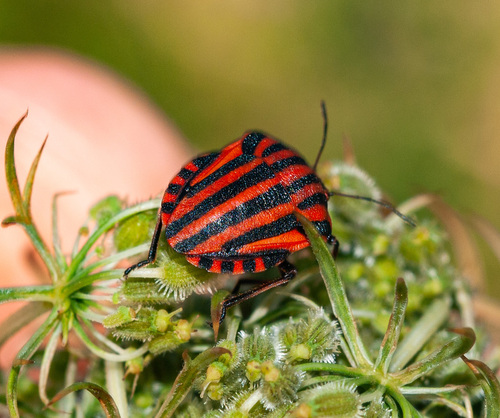 Continental Striped Shield Bug