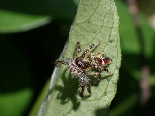 Hyllus qishuoi