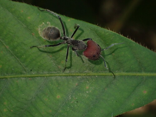 Camponotus singularis