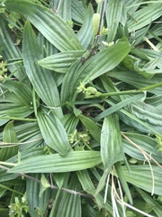 Plantago lanceolata