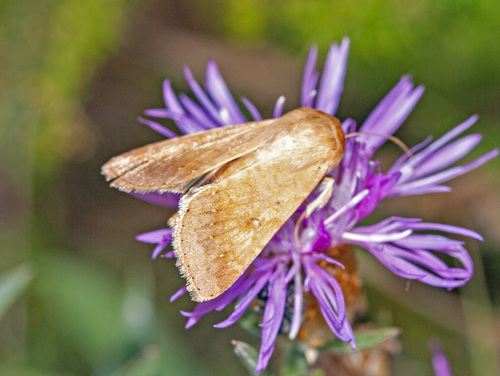 Cotton Bollworm Moth