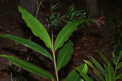 Alpinia caerulea, photograph (c) Greg Tasney, some rights reserved (CC BY-SA)