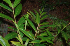 Alpinia caerulea, photograph (c) Greg Tasney, some rights reserved (CC BY-SA)
