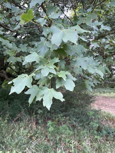 field maple