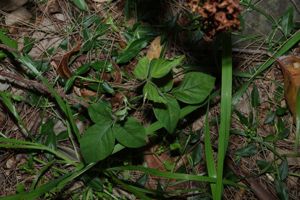 Neonotonia wightii; photograph (c) Greg Tasney, some rights reserved (CC BY-SA)