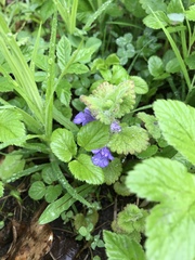 Glechoma hederacea