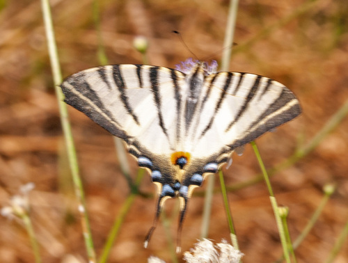 Scarce Swallowtail