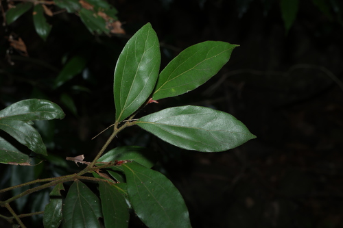 Cryptocarya triplinervis, photograph 4