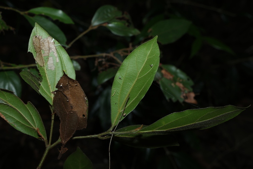 Cryptocarya triplinervis, photograph 5
