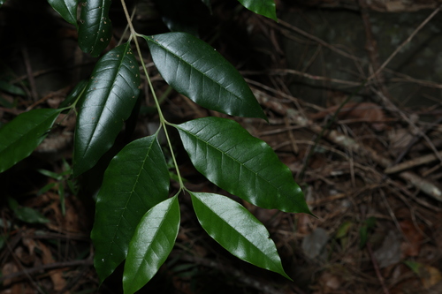 Olea paniculata, photograph 6