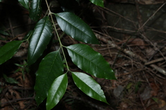 Olea paniculata, photograph (c) Greg Tasney, some rights reserved (CC BY-SA)