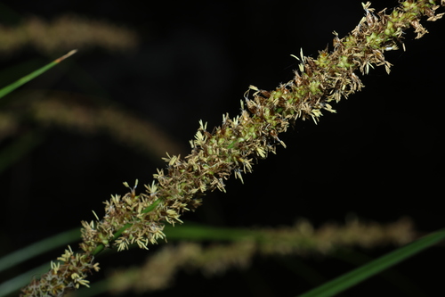 Carex appressa, photograph 3