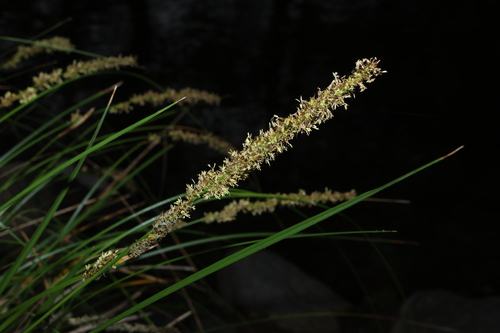 Carex appressa, photograph 4