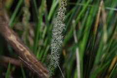 Carex appressa, photograph (c) Greg Tasney, some rights reserved (CC BY-SA)
