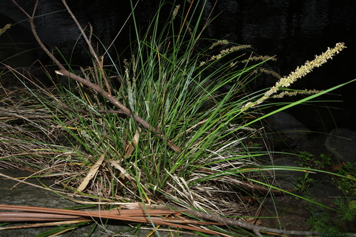 Carex appressa, photograph 5