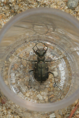 Cicindela repanda repanda
