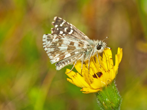 Oberthür's grizzled skipper
