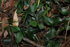 Aphanopetalum resinosum, photograph (c) Greg Tasney, some rights reserved (CC BY-SA)