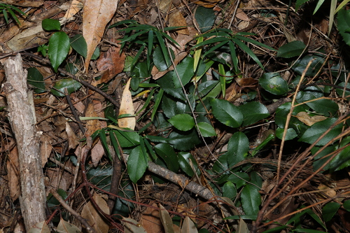Aphanopetalum resinosum, photograph 6