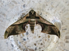 Adhemarius blanchardorum