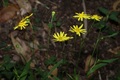 Madagascar Ragwort
