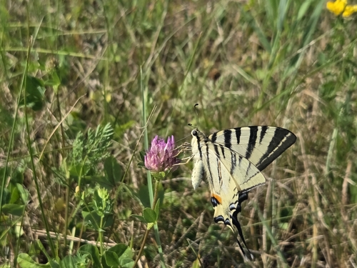 Scarce Swallowtail
