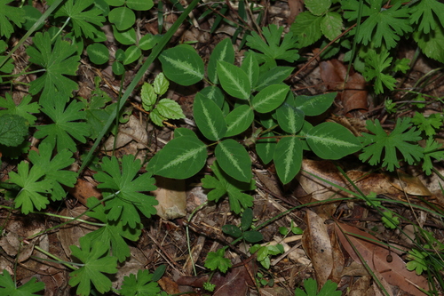 Desmodium uncinatum, photograph 2