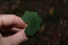 Hydrocotyle laxiflora