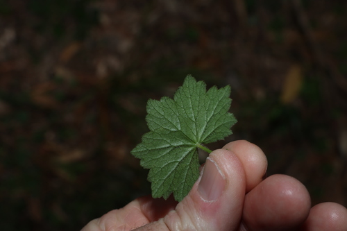 Hydrocotyle laxiflora, photograph 1