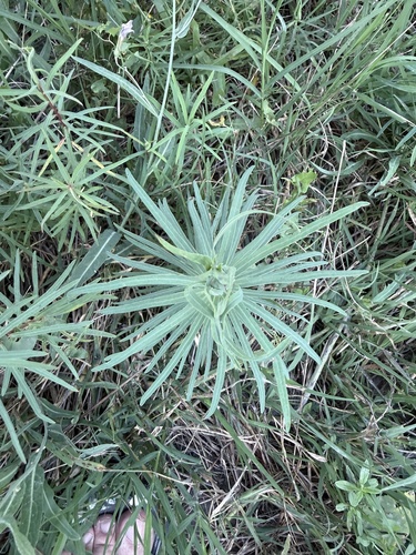 slender leafy spurge