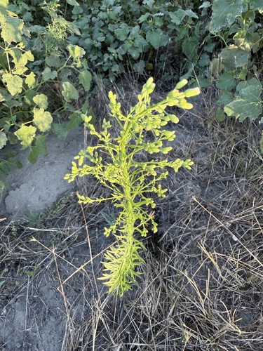 horseweed
