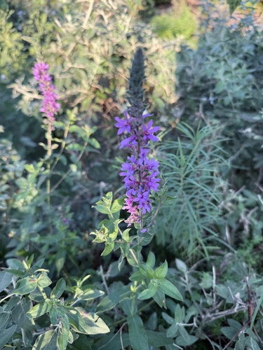 purple loosestrife