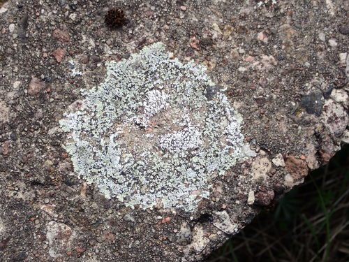 Mūrinė Lakštuotė