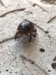 Temnorhynchus retusus